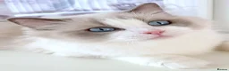 Ragdoll cats for sale: INDOOR FULL PEDIGREE 4 YEARS RAGDOLL FEMALE CAT - Advert 20
