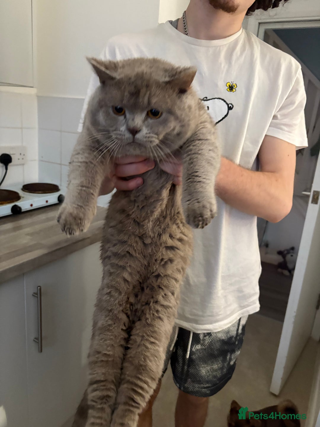 British Shorthair cats for stud: 🐻Gorgeous lilac Bsh stud 🐻 - Advert 4