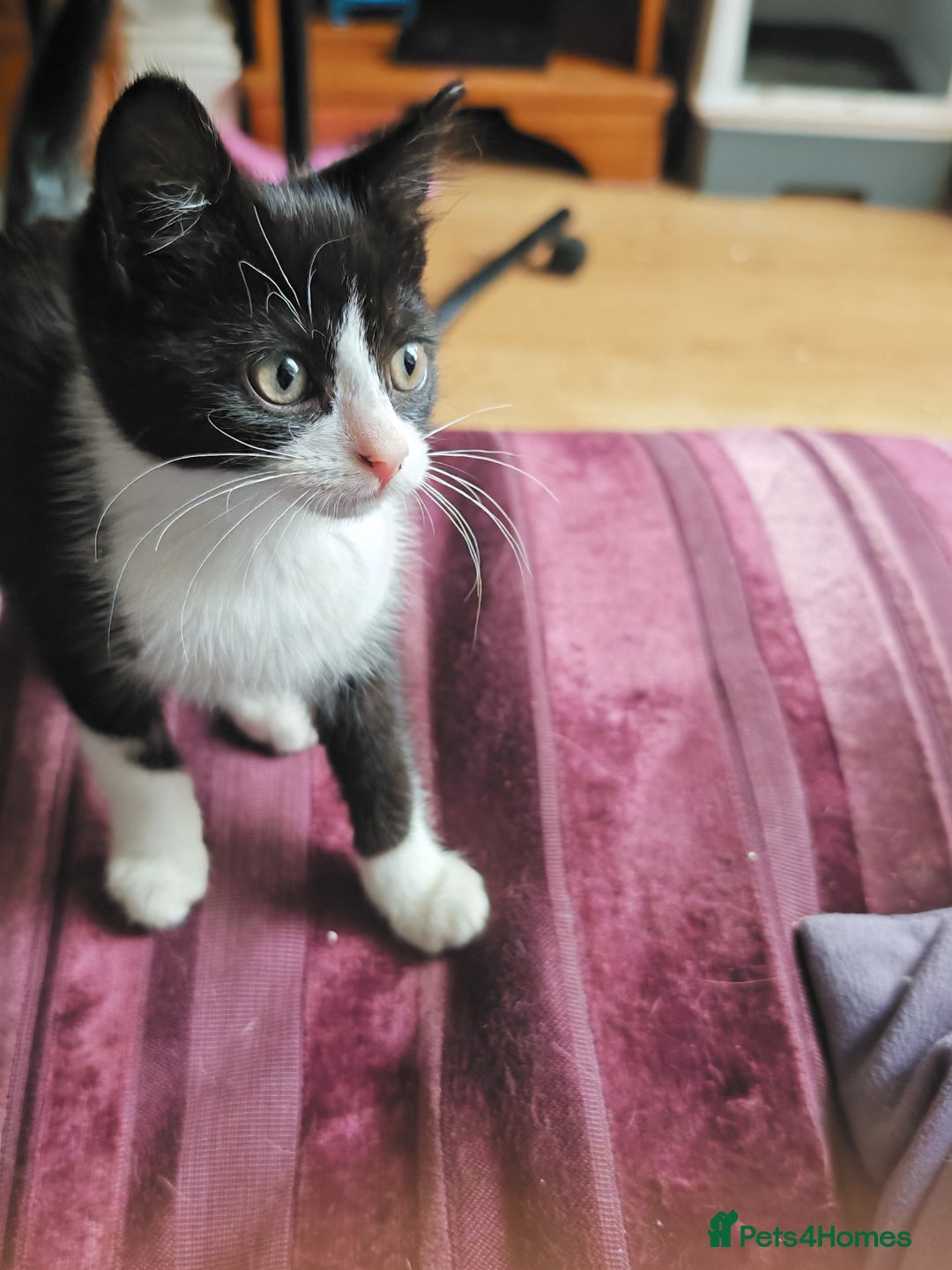 Khao Manee cats for sale: Mixed price Khao Manee kittens  - Image 33