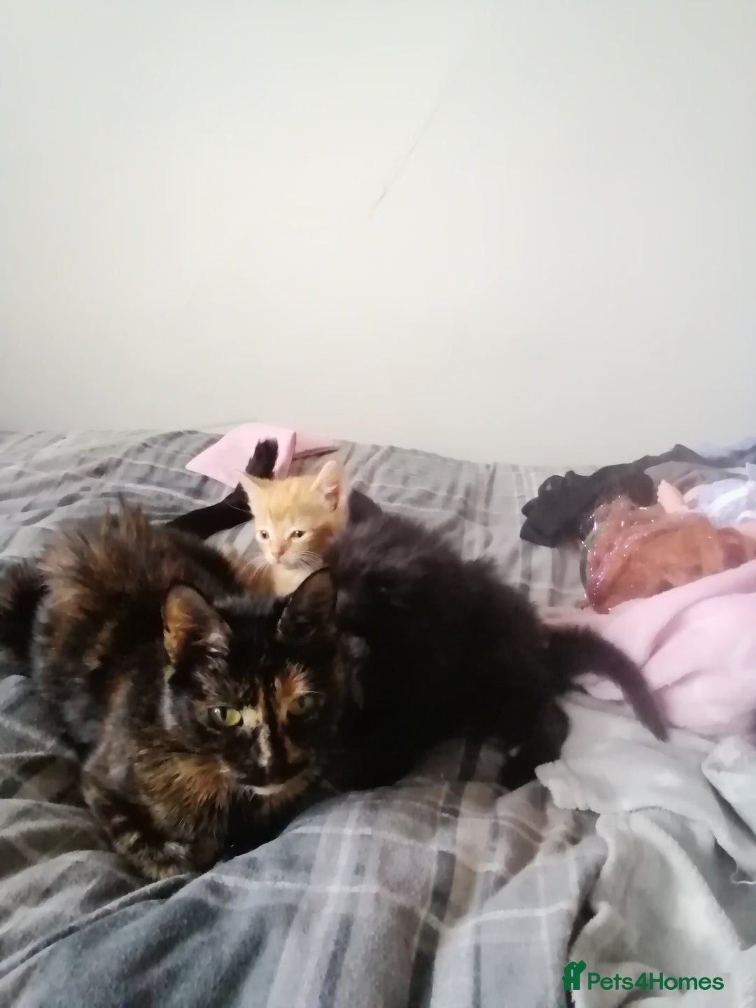 Mixed Breed cats for sale: 2 kittens male and female - Advert 22