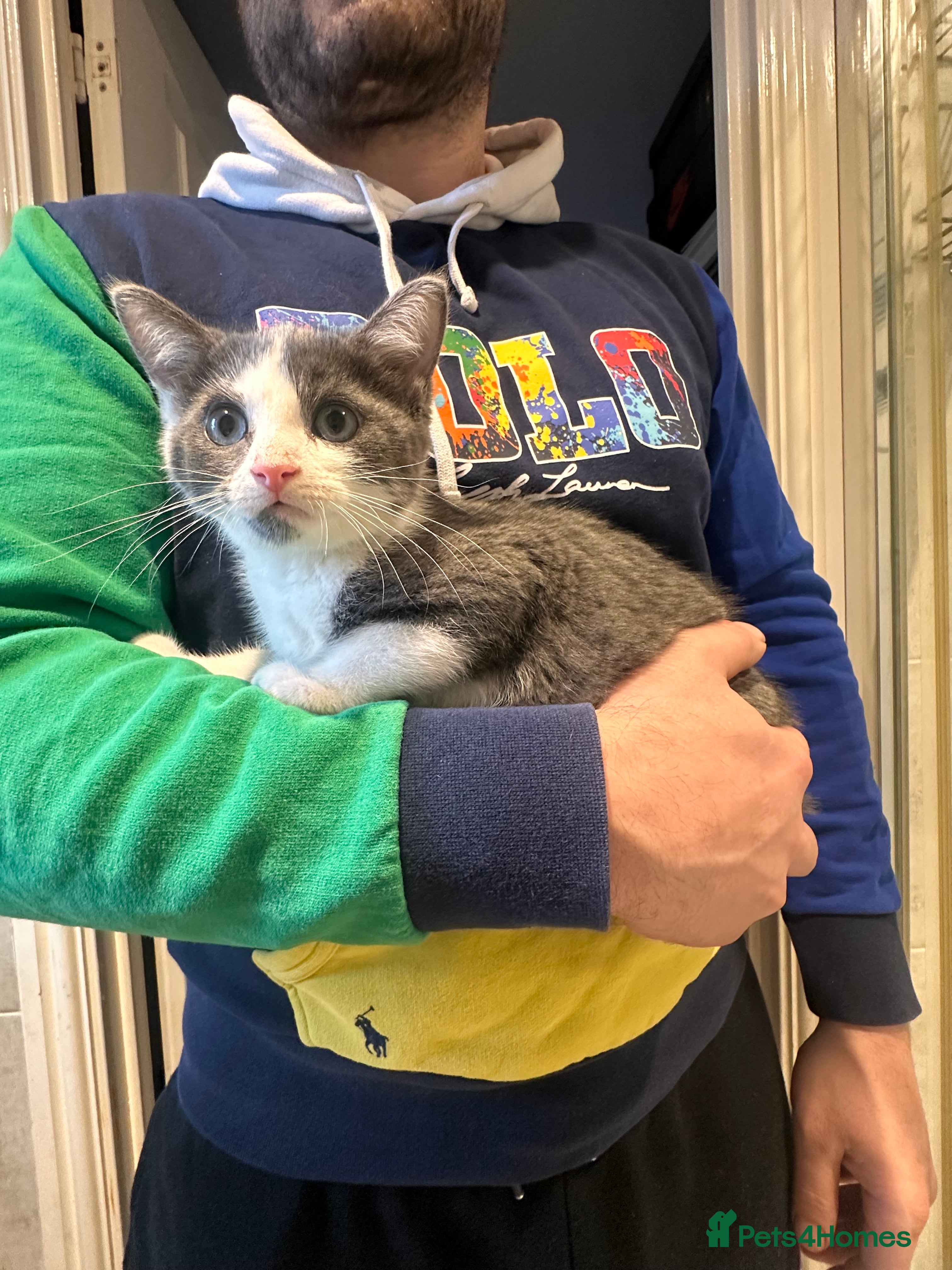 Mixed Breed cats Returned little guy - Advert 1