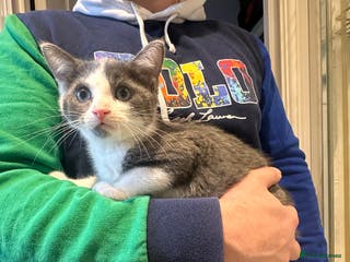 Mixed Breed cats Returned little guy - Advert 5