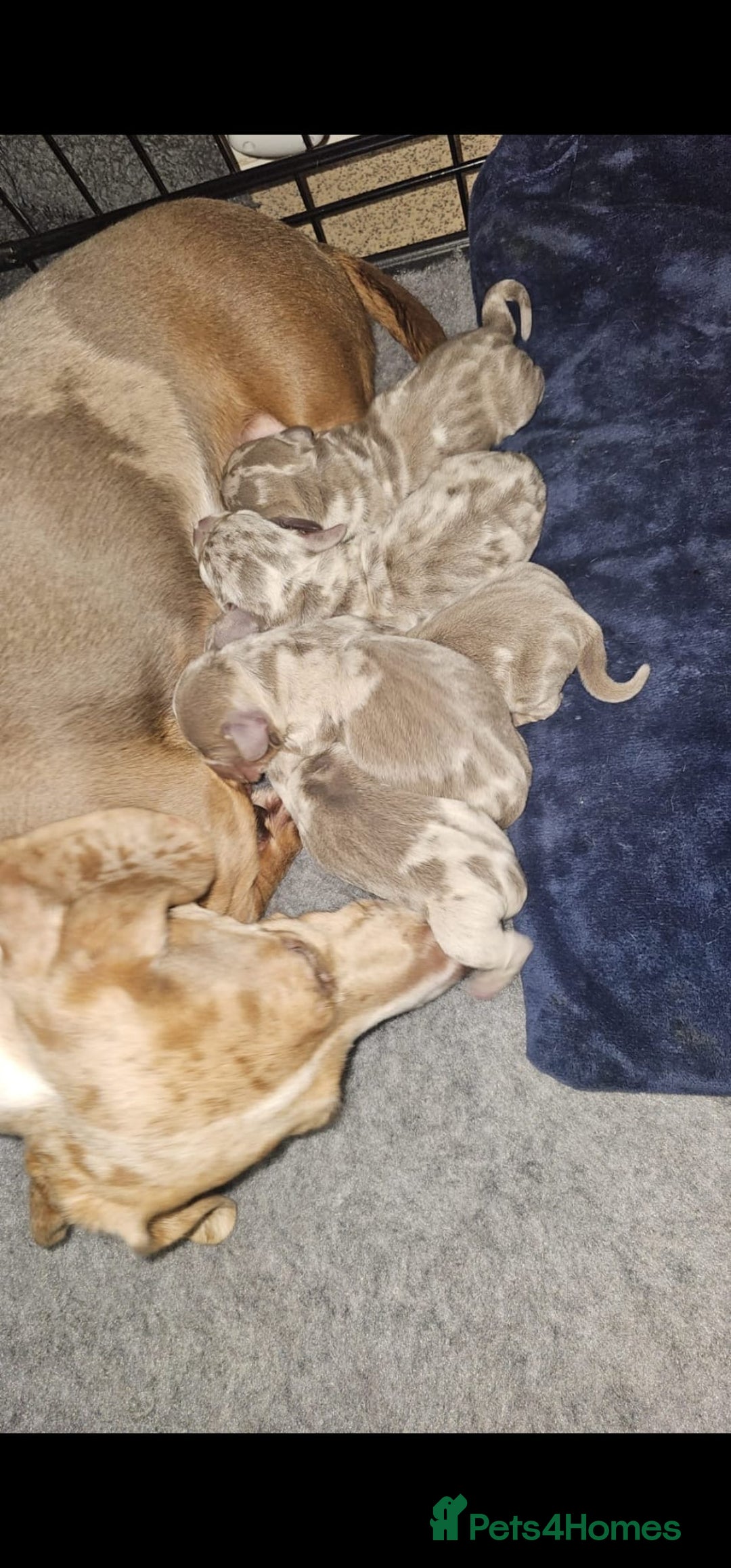 Dachshund dogs for sale: isabella dapple pups - Image 4