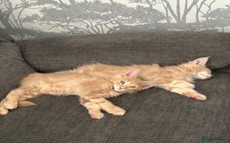 Maine Coon cats for sale: 1 boy is now available and 2 cream girls   - Image 35