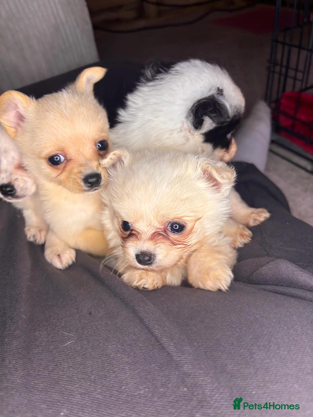 Pomchi dogs for sale: Pomchi puppy’s  - Advert 23