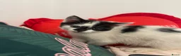 British Longhair cats for sale: ONLY 1 ADORABLE BRITISH LONG HAIR KITTEN LEFT!  - Advert 3