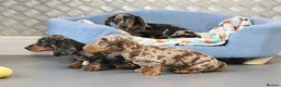 Miniature Dachshund dogs for sale: Beautiful Miniature Dachshund puppies for sale - Advert 30