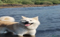 Japanese Akita Inu dogs for stud: Japanese Akita for stud - Image 5