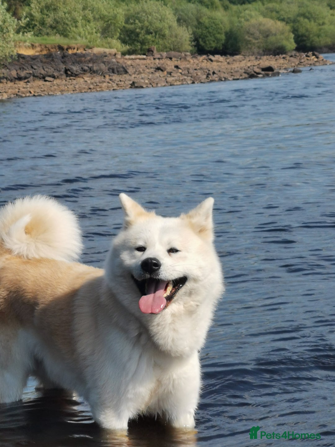 Japanese Akita Inu dogs for stud: Japanese Akita for stud - Image 5