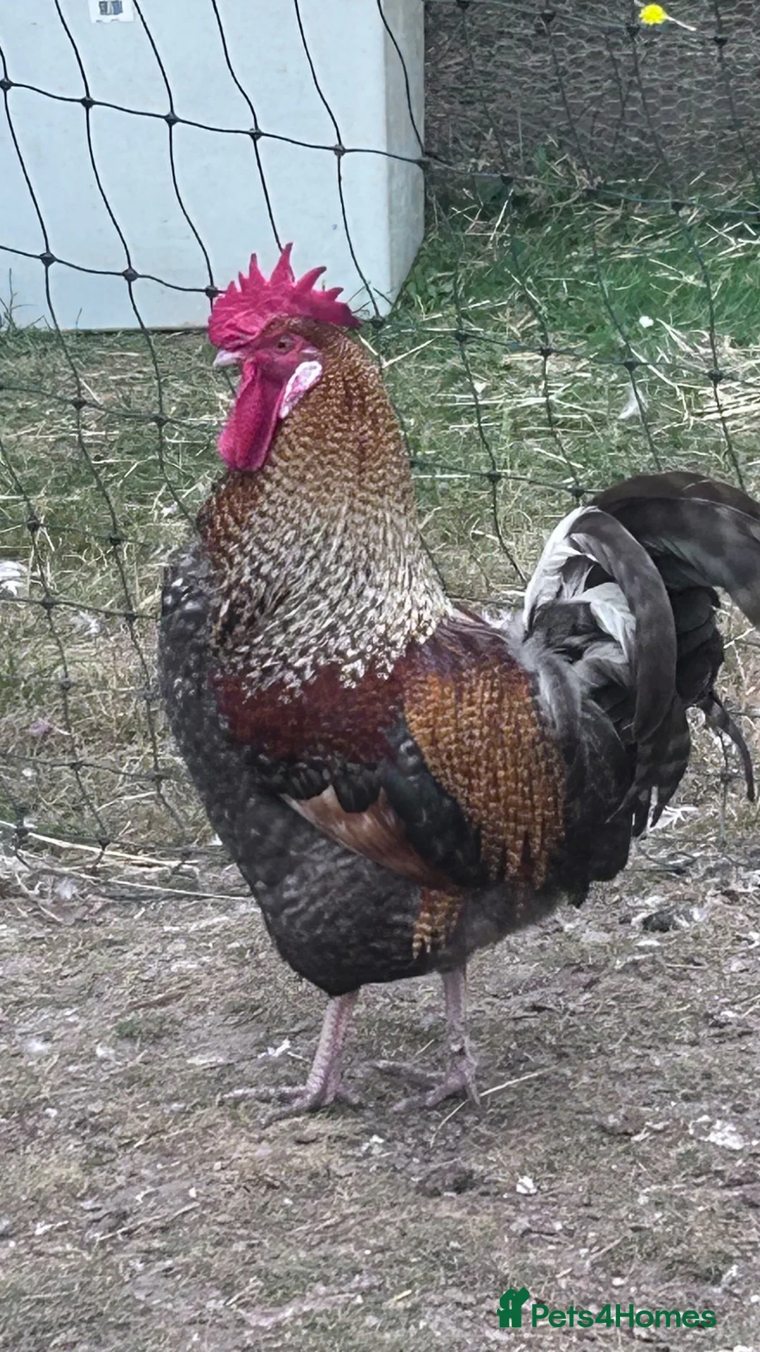 Chickens poultry for sale: Free to a good home  - Advert 2