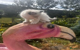 Ragdoll cats for sale: Ragdollhad the best start  - Image 8