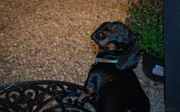 Miniature Dachshund dogs for stud: Black & tan Smooth Haired Dachshund Stud. - Image 13