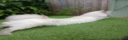 Ragdoll cats for sale: Beautiful Ragdoll male - Advert 9