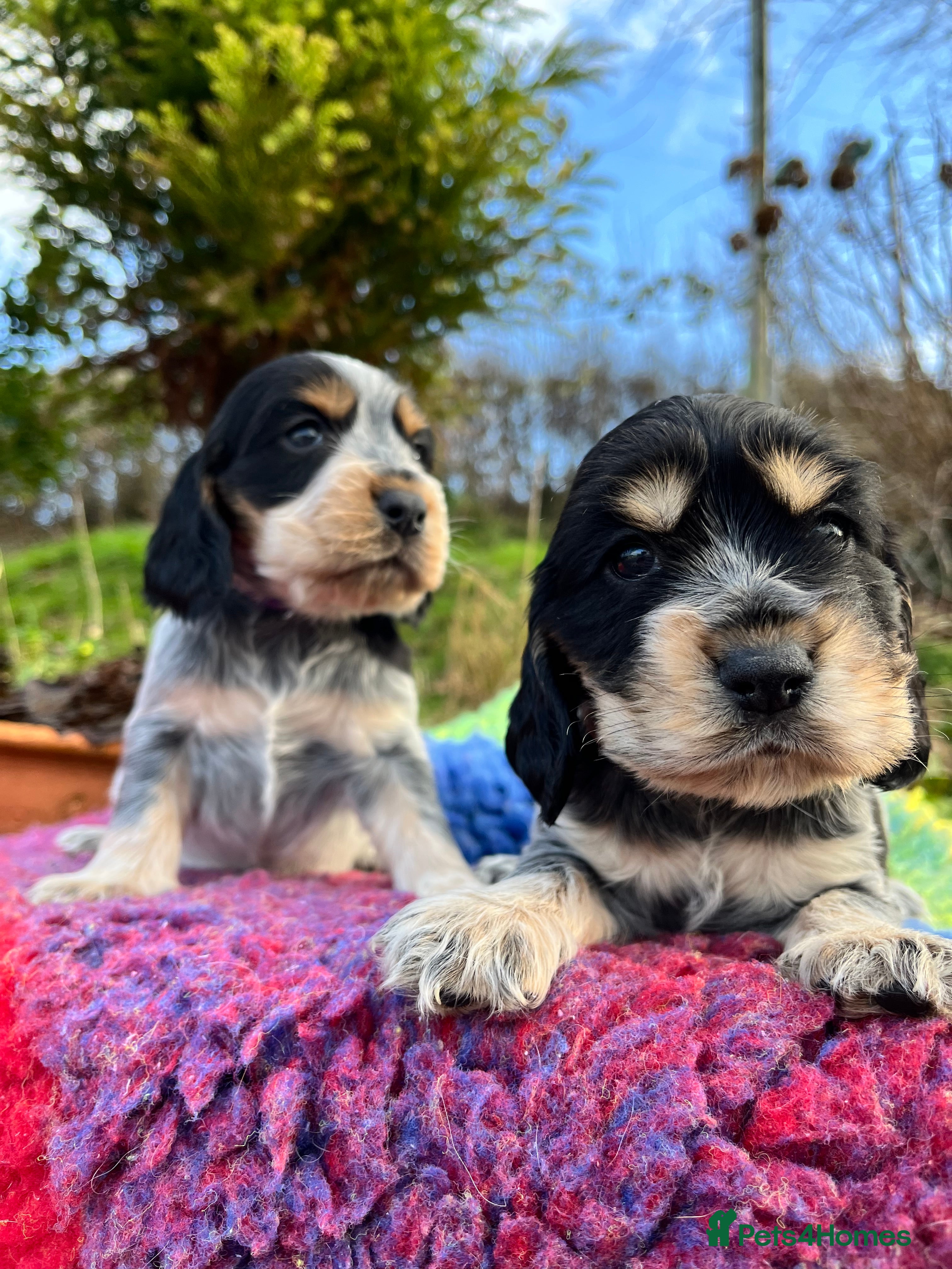 Cocker Spaniel dogs Kc Reg Cocker Spaniels parents DNA Clear  - Advert 4