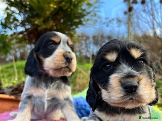 Cocker Spaniel dogs Kc Reg Cocker Spaniels parents DNA Clear - Advert 14