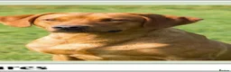 Labrador Retriever dogs for sale: Lovely Chunky Fox Red Labs - Advert 21