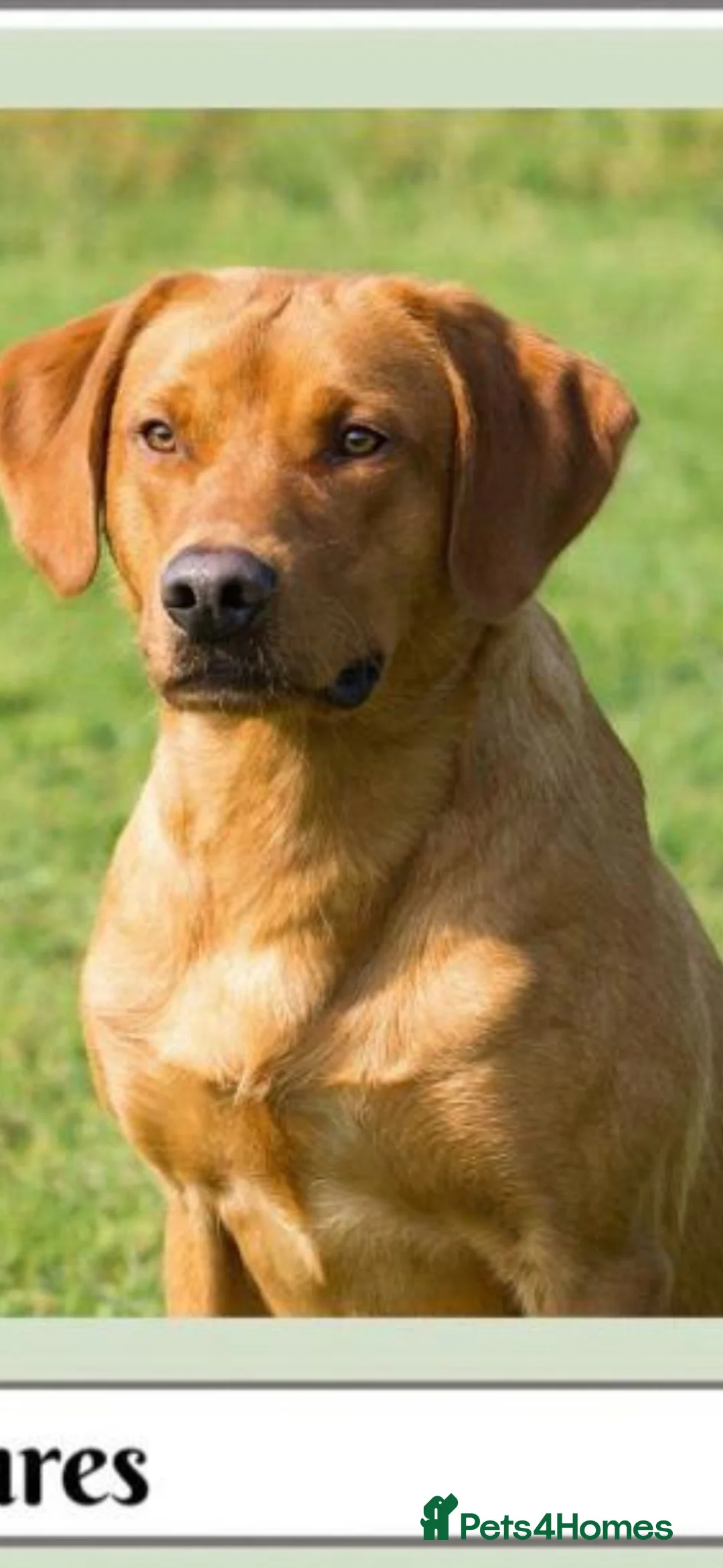 Labrador Retriever dogs for sale: Lovely Chunky Fox Red Labs - Advert 21