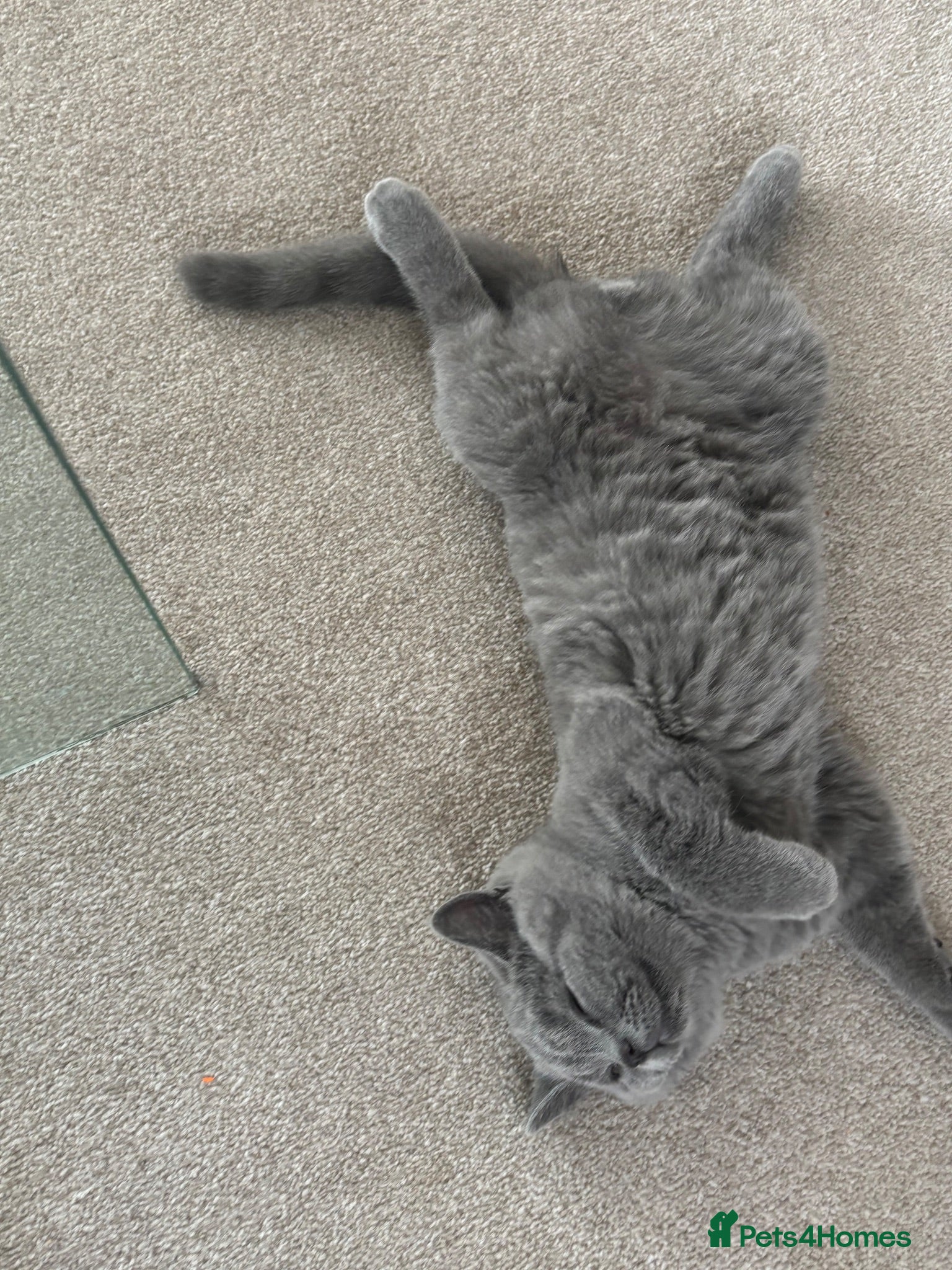 British Shorthair cats AVAILABLE NOW: British Shorthair Kittens Berkshire - Advert 2