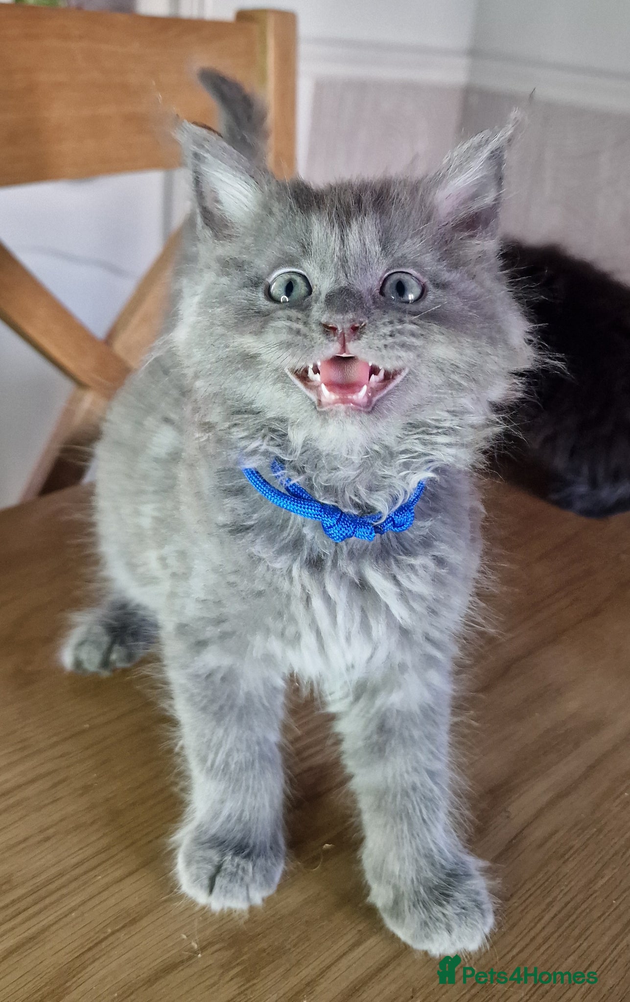 Maine Coon cats for sale: 8 maine coon kittens ready in Bury in Bury - Advert 10