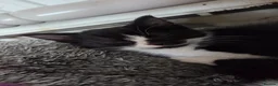 Mixed Breed cats for sale: 2 Beautiful Black and White Female Kittens  - Advert 10