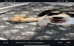 Cavachon dogs for sale: Cute Cavapoochons  - Image 9