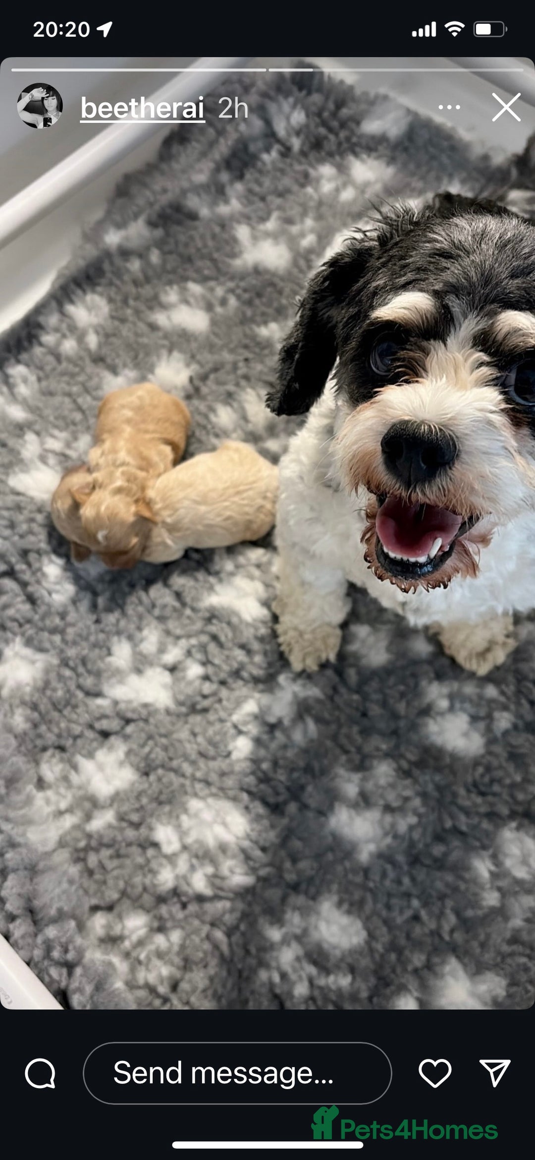 Cavachon dogs for sale: Cute Cavapoochons  - Image 9