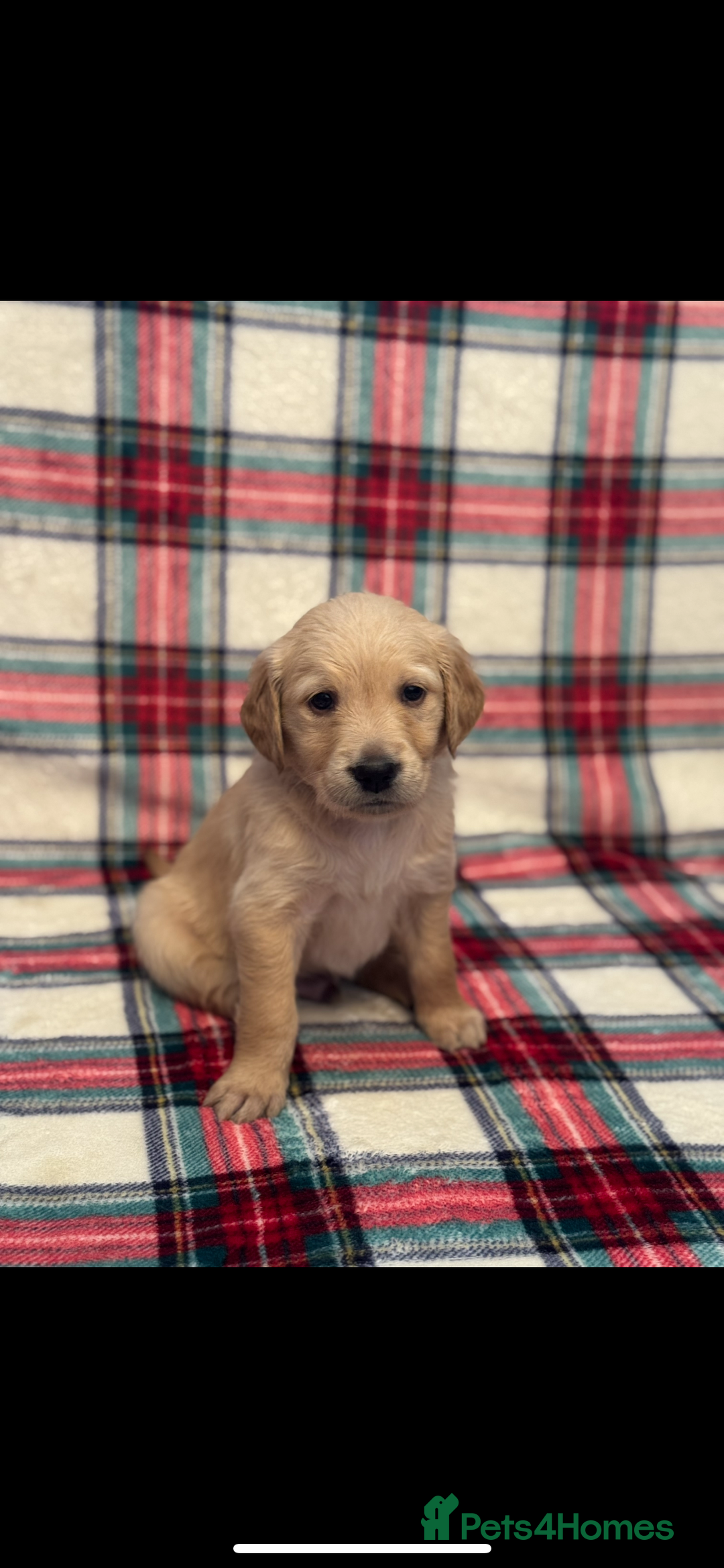 Golden Retriever dogs for sale: KC Registered Golden Retrievers  - Image 9