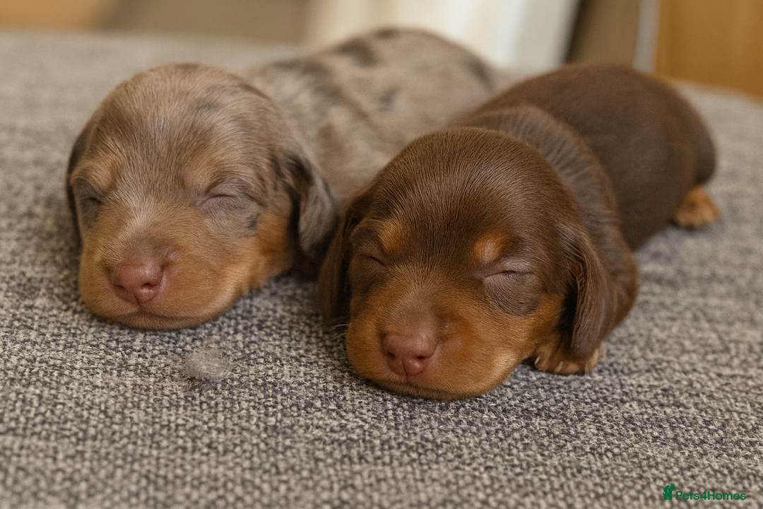 Miniature Dachshund dogs for sale: Long haired minature dachshunds pups  - Image 3