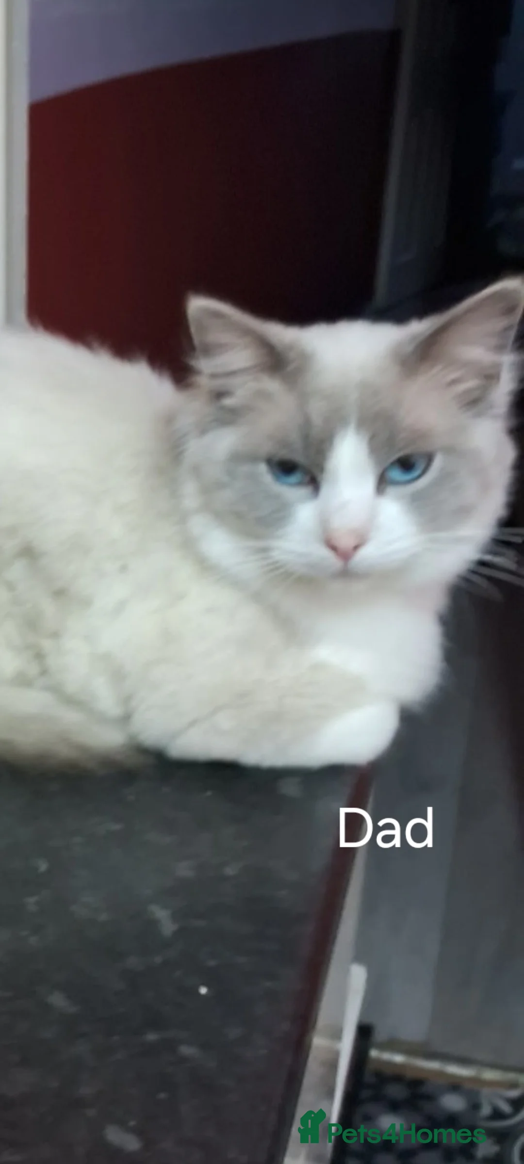 Ragdoll cats for sale: Beautiful Ragdoll Princess  - Advert 20