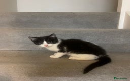 British Shorthair cats for sale: Cute Russian blue x British shorthair kittens  - Advert 5