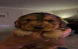 Cocker Spaniel dogs for sale: Outstanding FN clear kc reg cocker spaniel puppies - Image 13