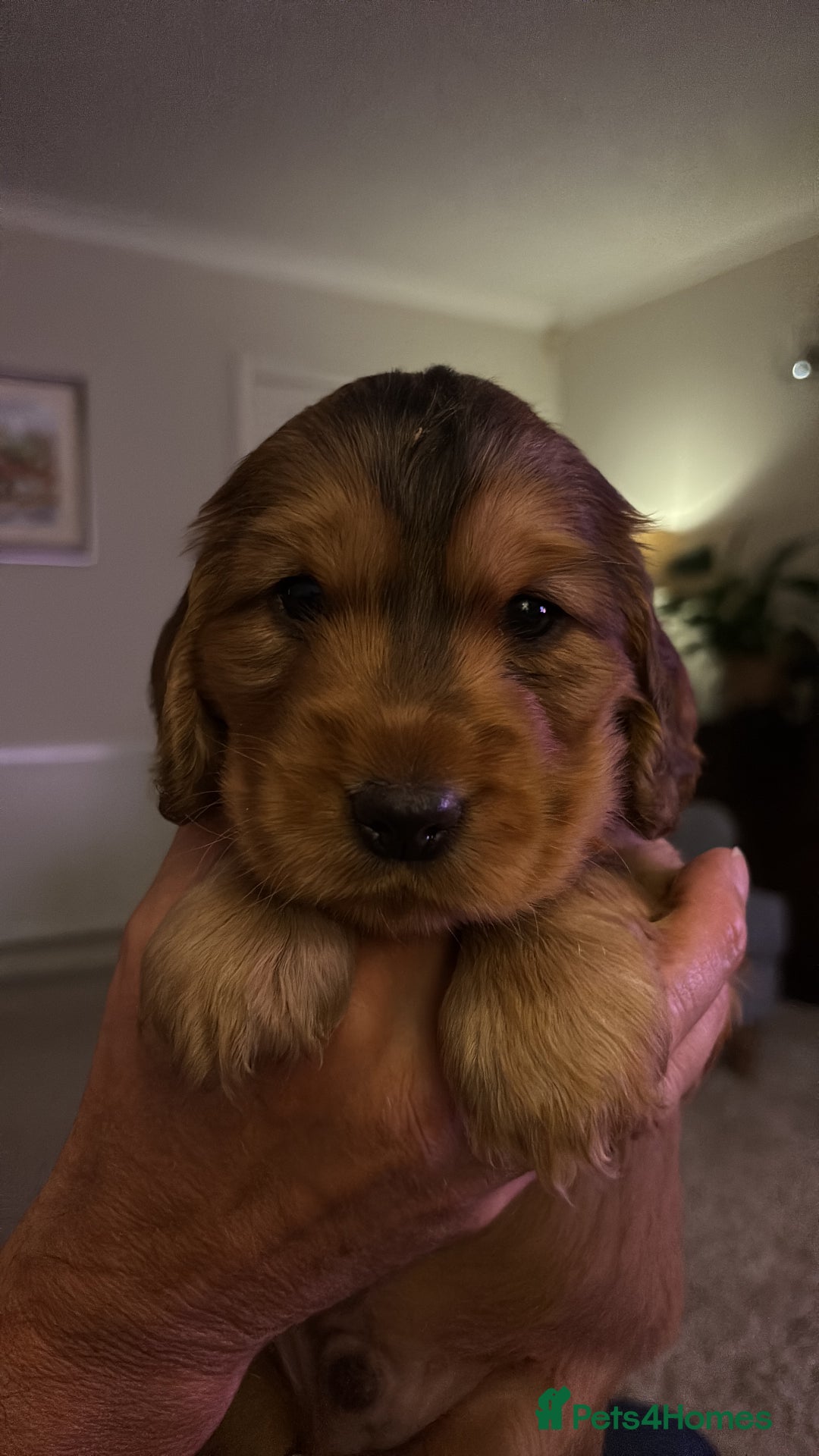 Cocker Spaniel dogs for sale: Outstanding FN clear kc reg cocker spaniel puppies - Image 13