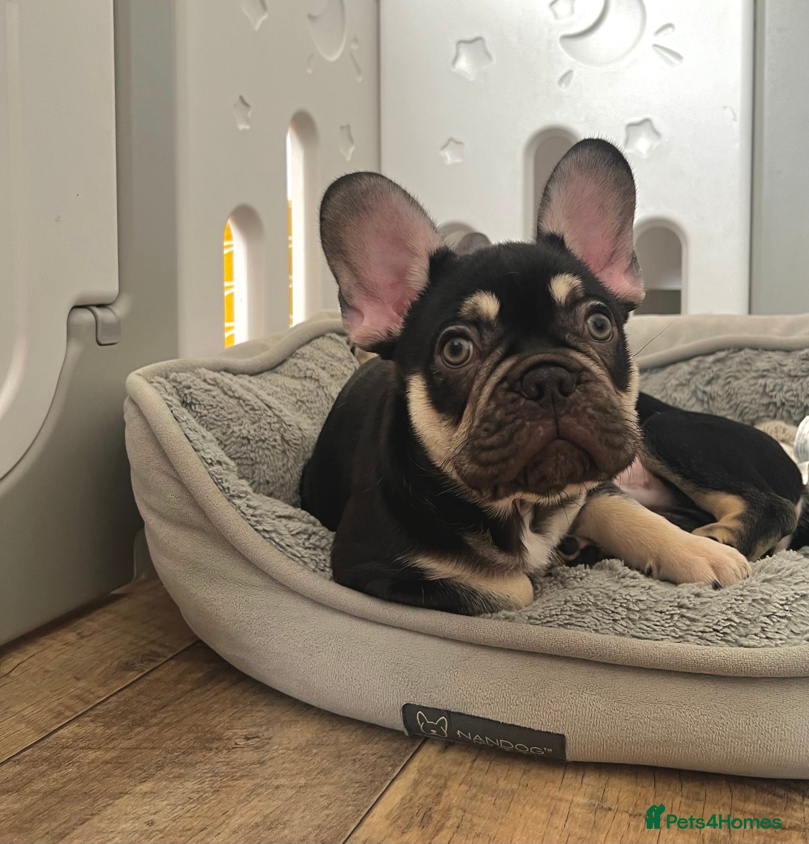 French Bulldog dogs Stunning Kc French Bulldog puppies  - Advert 13