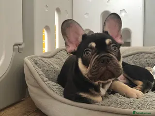 French Bulldog dogs Stunning Kc French Bulldog puppies - Advert 13