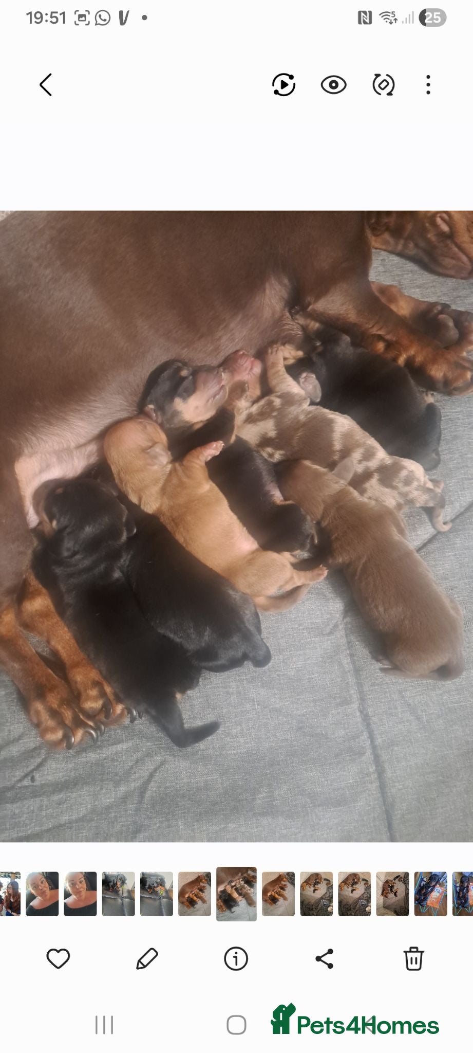 Miniature Dachshund dogs Miniature dachshund puppies for sale in spalding - Advert 3