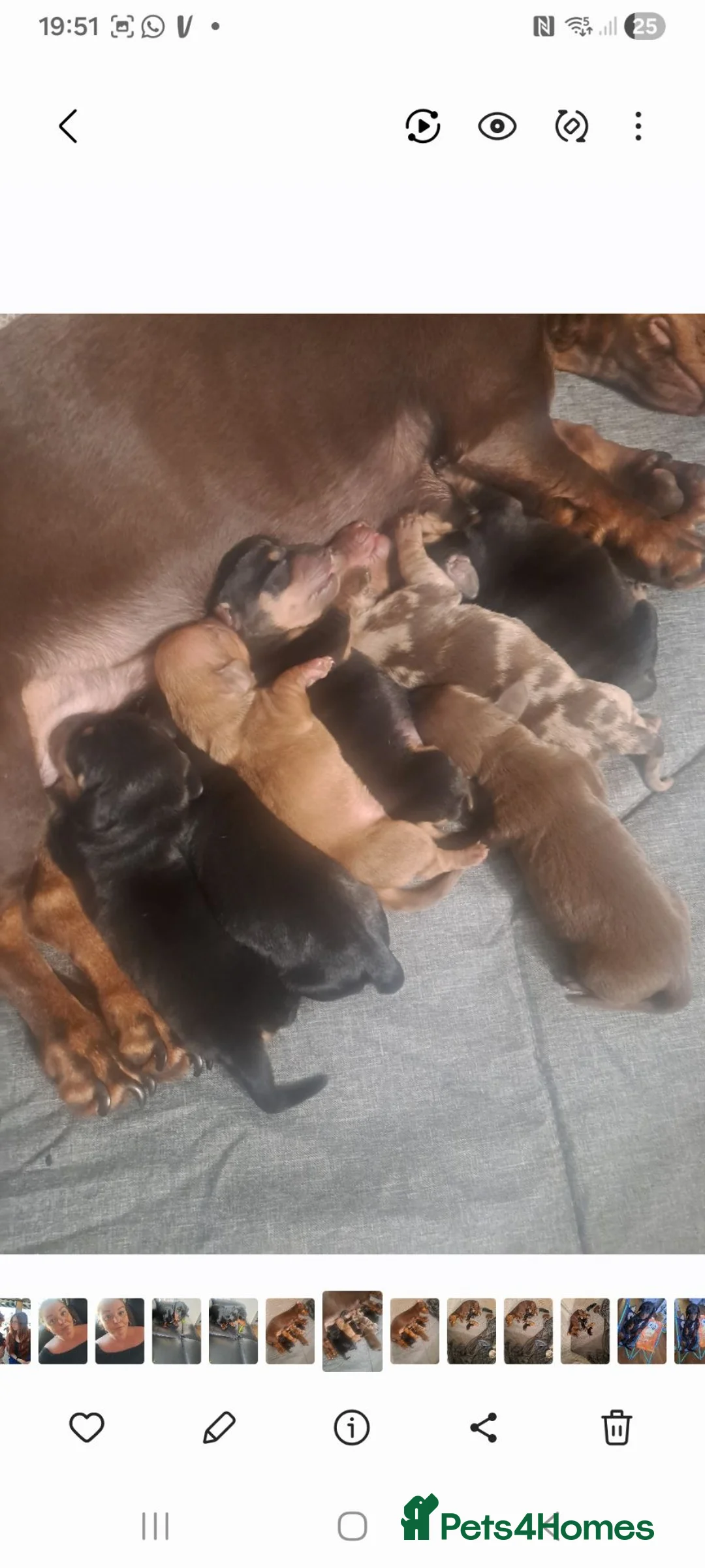 Miniature Dachshund dogs for sale: Miniature dachshund puppies for sale in spalding in Spalding - Advert 1