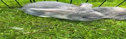 Mini Lop rabbits for sale: Baby lop-eared rabbits  in Clitheroe - Advert 6
