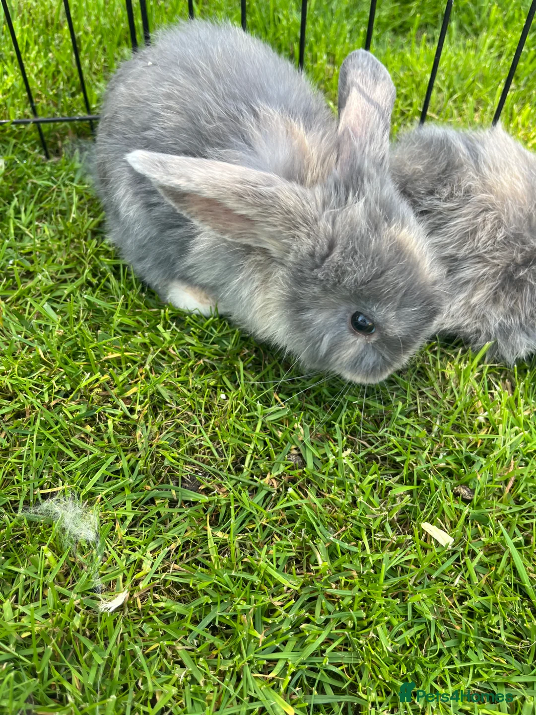 Mini Lop rabbits for sale: Baby lop-eared rabbits  in Clitheroe - Advert 6