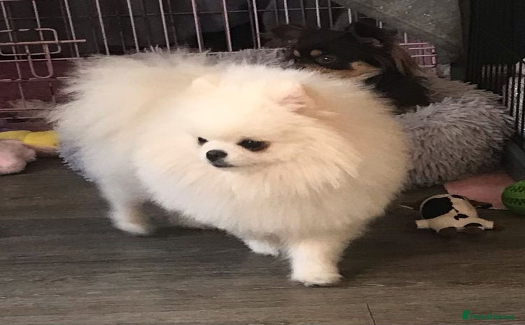 Pomeranian dogs in Belper - Advert 1