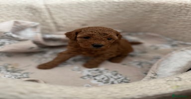 Toy Poodle dogs - Advert 5