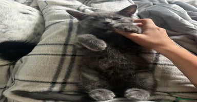 Russian Blue cats - Advert 7