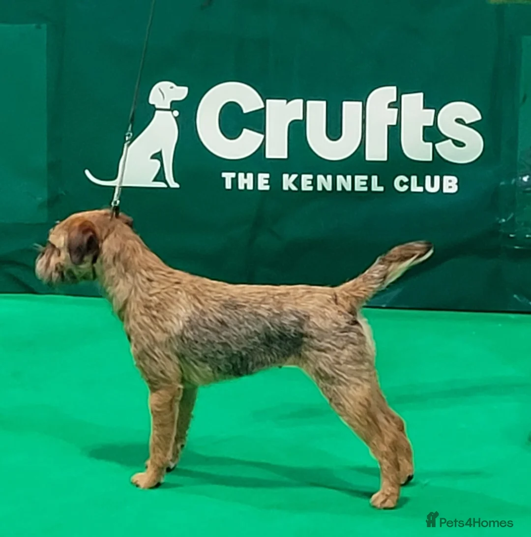 Border Terrier dogs for sale: 20 months old kc registered female border terrier - Advert 2