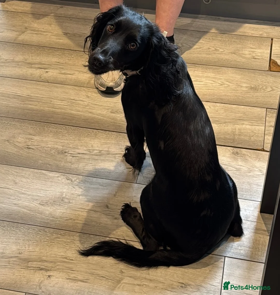 Cocker Spaniel dogs for sale: Black Cocker Spaniel - Advert 2