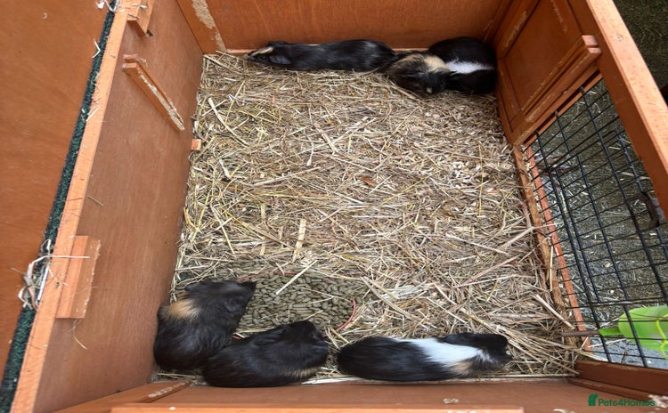 Guinea Pig rodents - Advert 2