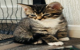 Domestic Shorthair cats for sale: 4 little Cats.  - Image 13