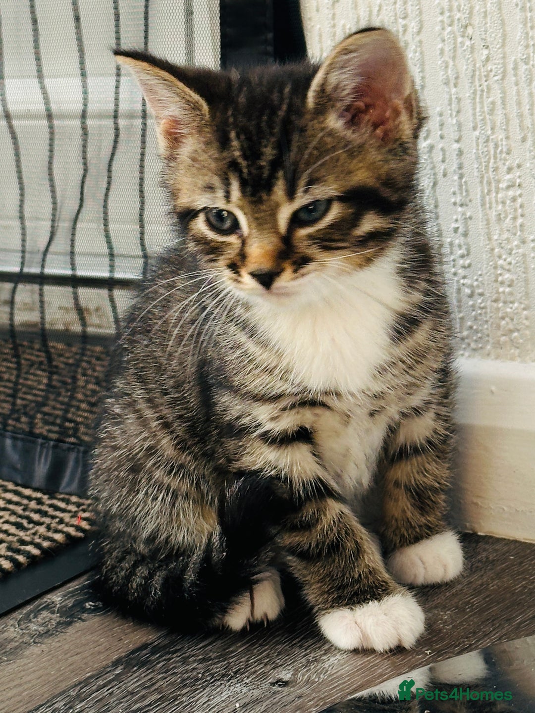 Domestic Shorthair cats for sale: 4 little Cats.  - Image 13