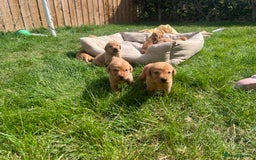 Labrador Retriever dogs for sale: Beautiful fox red Labrador pups 🐶  - Image 13