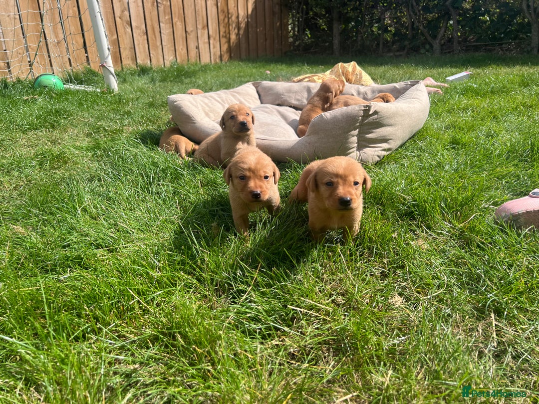 Labrador Retriever dogs for sale: Beautiful fox red Labrador pups 🐶  - Image 13