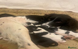 Mixed Breed dogs for sale: Gorgeous Sprockador puppy’s for sale - Image 7