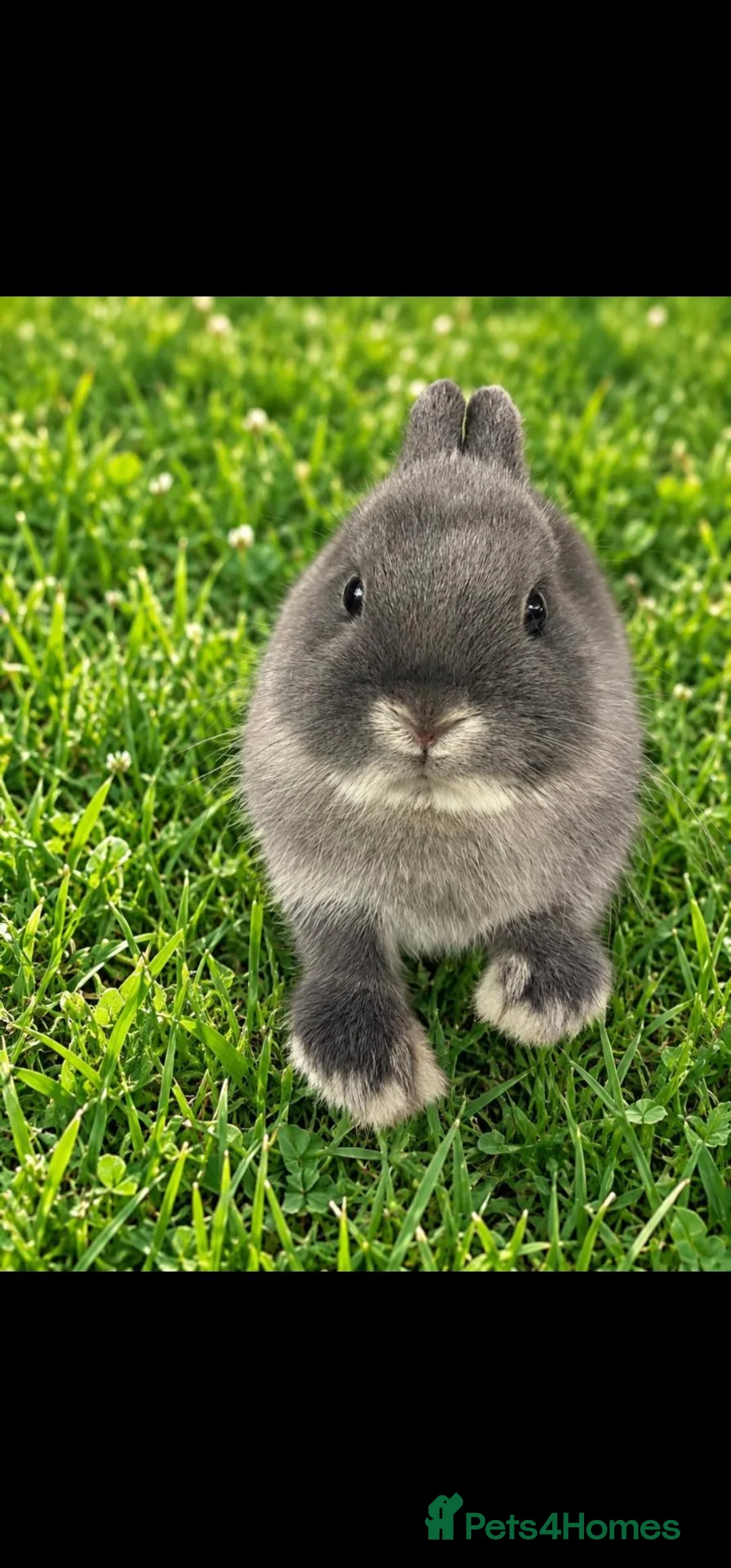 Netherland Dwarf rabbits for sale: Blue Otter Netherland Dwarf Doe - Advert 2